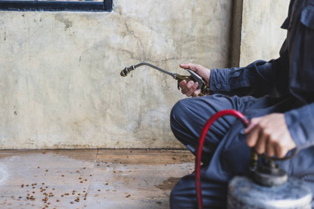 Best Wasp Removal Services  in Victoria, TX